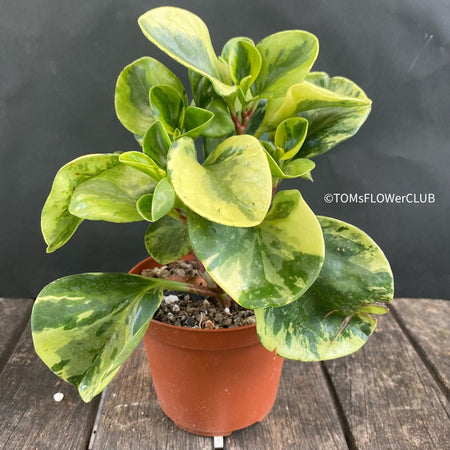 Peperomia Obtusifolia Marble Variegata, organically grown succulent plants for sale at TOMsFLOWer CLUB.