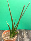 Sanservieria cylindrica, organically grown succulent plants for sale at TOMsFLOWer CLUB.