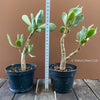 Crassula Arborescens Undulatifolia, organically grown sun loving succulent plants for sale at TOMsFLOWer CLUB.