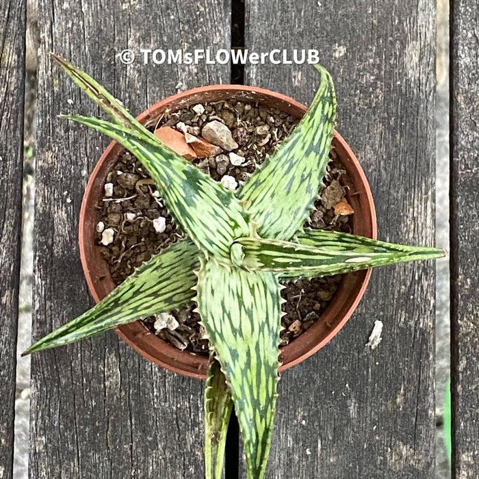 Aloe somaliensis, sun loving succulent plant for sale by TOMsFLOWer CLUB