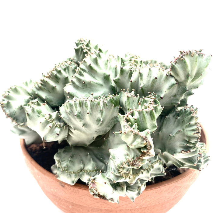Euphorbia Lactea Alba Cristata / grey-white variegata