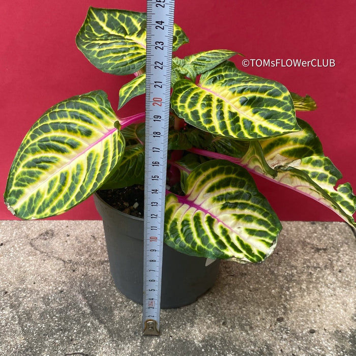 Iresine Herbstii Aureoreticulata, yellow leaf, beefsteak plant, organically grown tropical plants for sale at TOMsFLOWer CLUB.