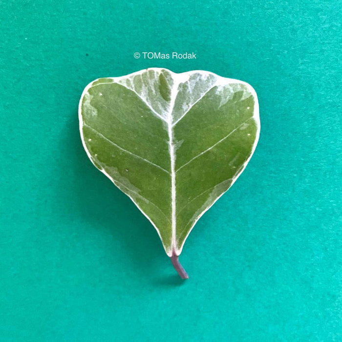 Minimalistic display of the heart formed leaf of Ficus triangularis as ART PAPER PRINT by © Tomas Rodak, TOMs FLOWer CLUB, from 10x10cm up to 50x50cm available for unlimited sale. 