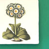 Primula pubescens tile, glazed ceramic on terracotta, for sale at TOMs FLOWer CLUB.