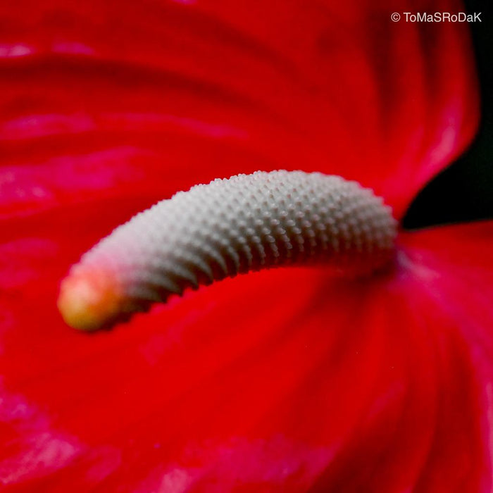 Red anthurium flower, leaf scape art photo collection by TOMas Rodak for sale at TOMs FLOWer CLUB.