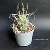 Tephrocactus Articulatus Syringacanthu, organically grown succulent plants for sale at TOMsFLOWer CLUB.