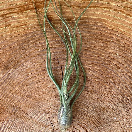 Tillandsia butzii, organically grown air plants for sale at TOMs FLOWer CLUB.