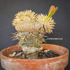 Pachypodium brevicaule grafted onto Pachypodium lamerei, organically grown succulent plants for sale at TOMsFLOWer CLUB.