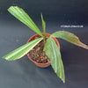 Caryota Mitis Aurea Variegata / Fishtail palm, organically grown tropical plants for sale at TOMsFLOWer CLUB.