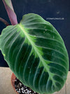 Leaf of Calathea Warcewizii, organically grown tropical plants for sale at TOMsFLOWer CLUB