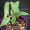 Hoya blashernaezii, organically grown tropical plants for sale at TOMsFLOWer CLUB.
