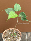 Ficus Religiosa, sacred fig, organically grown plants for sale at TOMsFLOWer CLUB.