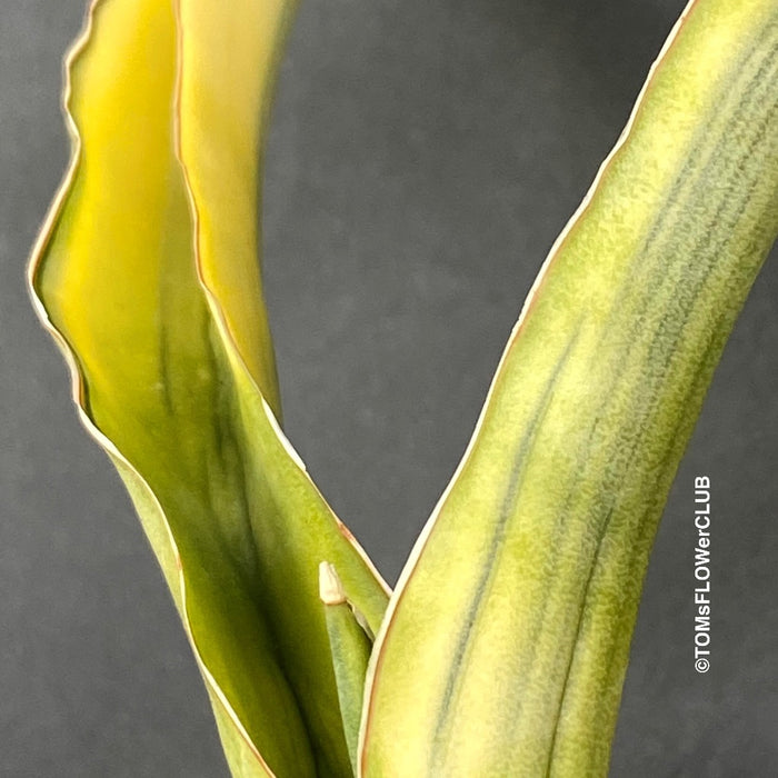 Sansevieria Katana Aurea Variegata, organically grown succulent plants for sale at TOMsFLOWer CLUB.