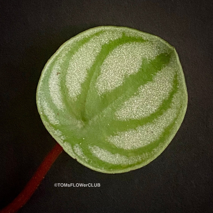 Peperomia Argyreia, organically grown succulent plants for sale at TOMsFLOWer CLUB.