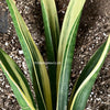 Sansevieria Trifasciata Golden Flame, organically grown succulent plants for sale at TOMsFLOWer CLUB.