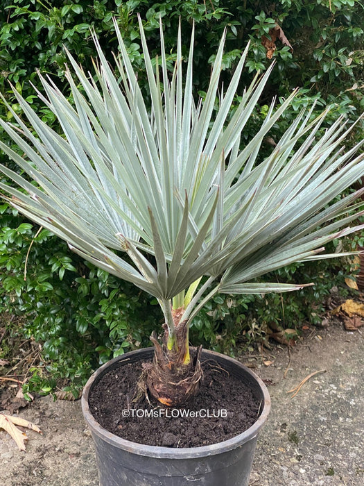Brahea armata palm tree, organically grown plants for sale at TOMs FLOWer CLUB.