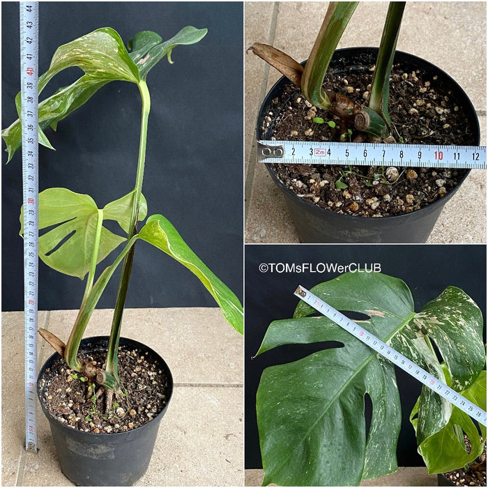 Monstera Deliciosa Albo Variegata, stem cutting, organically grown tropical plants for sale at TOMsFLOWer CLUB.