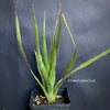 Dracaena draco, organically grown tropical plants for sale at TOMsFLOWer CLUB.