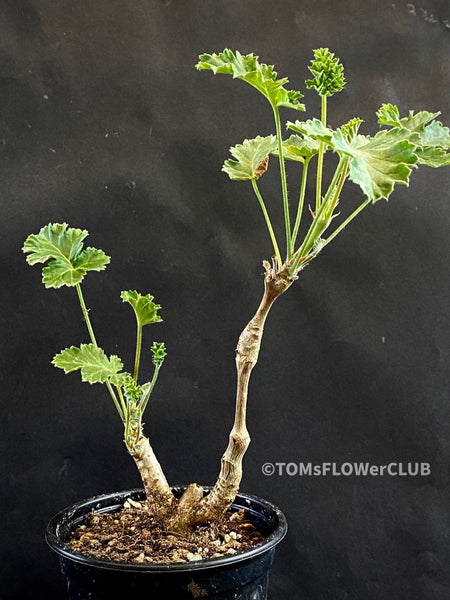 Pelargonium Gibbosum, burgundy-pink flowering, organically grown plants for sale at TOMsFLOWer CLUB.