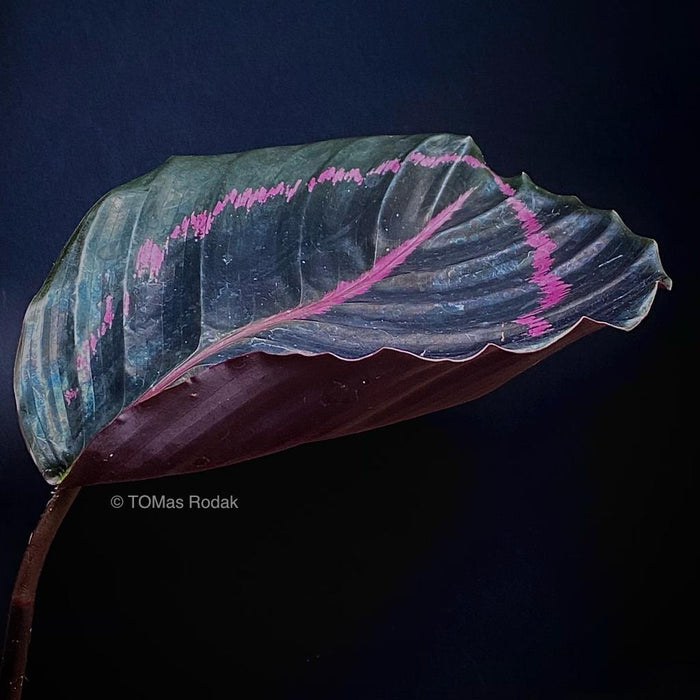 Calathea Roseopicta "Dottie" leaf dancing in the night as ART PAPER PRINT by © Tomas Rodak, TOMs FLOWer CLUB, from 10x10cm up to 50x50cm available for unlimited sale. 