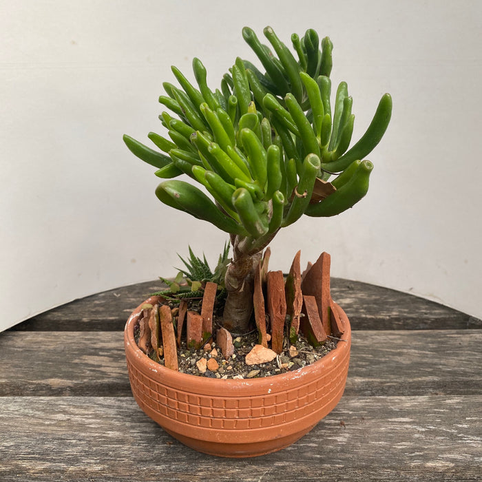 Crassula Ovata "Gollum" 4 years old bonsai