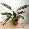Calathea TrioStar, organically grown tropical plants for sale at TOMsFLOWer CLUB.