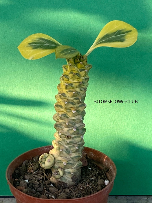 Monadenium Ritchiei Aurea Variegata, organically grown succulent plants for sale at TOMsFLOWer CLUB.