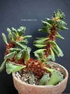 Adromischus cristatus, Key Lime Pie, Crinkle Leaf Plant, South African succulent, organically grown succulent plants for sale at TOMsFLOWer CLUB.
