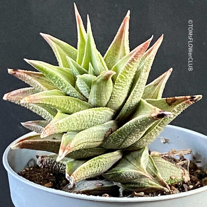Haworthia Tortuosa, organically grown succulent plants for sale at TOMsFLOWer CLUB.