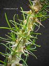 Sun loving Madagaskar succulent plant Euphorbia Gottlebei for sale by TOMs FLOWer CLUB.