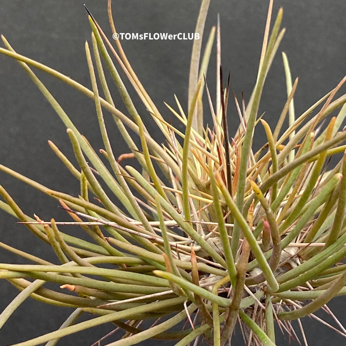 Didierea madagascariensis, organically grown succulent plants from Madagaskar for sale at TOMs FLOWer CLUB.