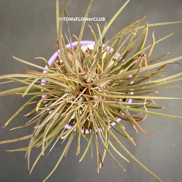 Didierea madagascariensis, organically grown succulent plants from Madagaskar for sale at TOMs FLOWer CLUB.