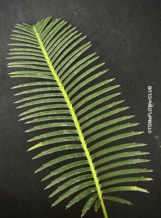 Dioon edule, organically grown palm fern plants for sale at TOMs FLOWer CLUB.