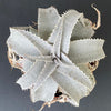 Dyckia marnier-lapostollei, organically grown tropical plants for sale at TOMs FLOWer CLUB