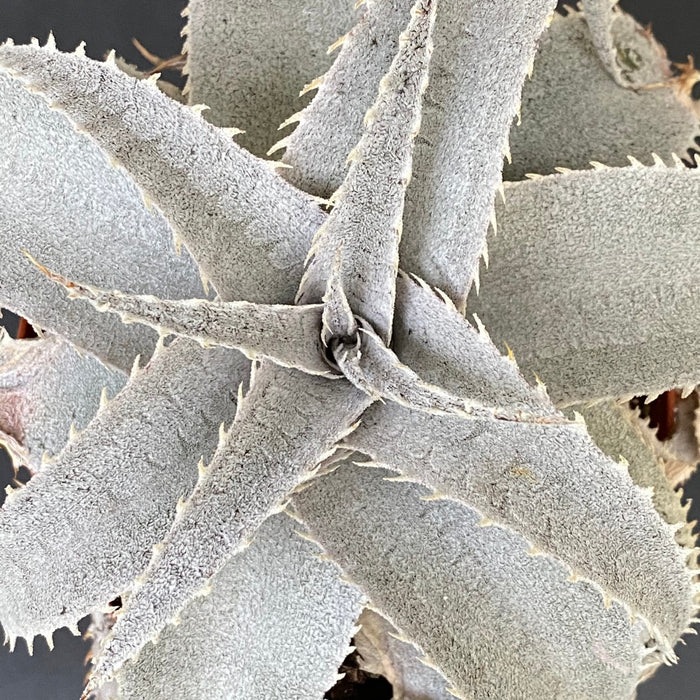 Dyckia marnier-lapostollei, organically grown tropical plants for sale at TOMs FLOWer CLUB