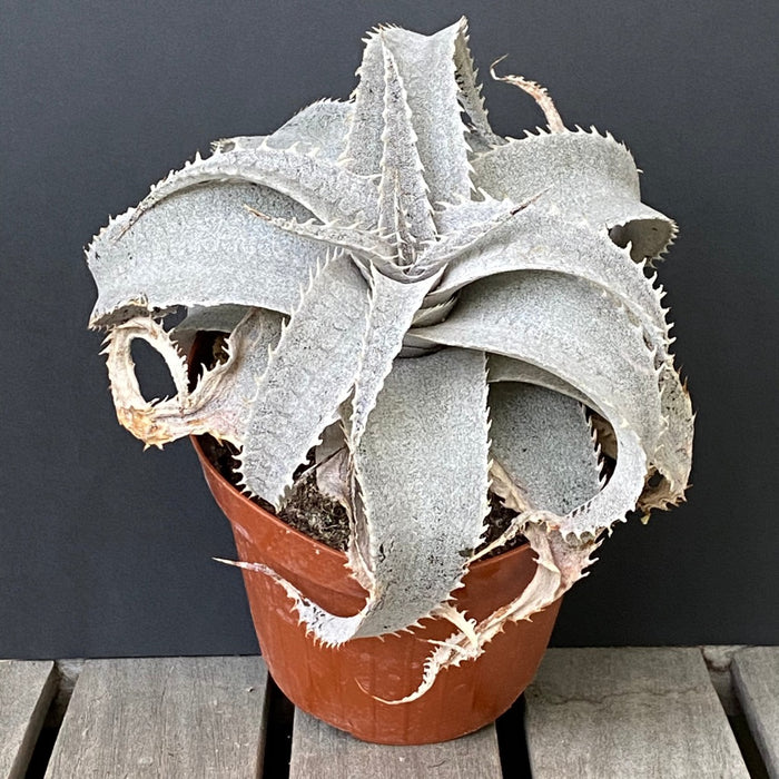 Dyckia marnier-lapostollei, organically grown tropical plants for sale at TOMs FLOWer CLUB