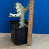 Sun loving succulent plant Euphorbia Lactea Alba, white ghost, grey ghost by TOMsFLOWer CLUB