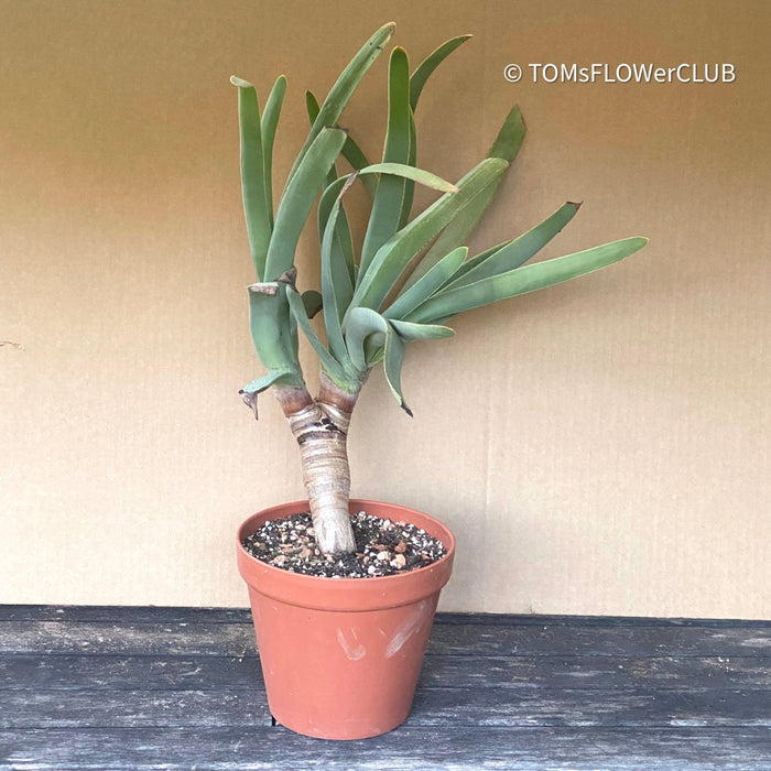 Aloe Plicatilis, organically grown succulent plants for sale at TOMs FLOWer CLUB.