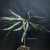 Dizygotheca elegantissima, false aralia, finger aralia, New Caledonia, Neukaledonien, tropical plants, organically grown tropical plants for sale at TOMsFLOWer CLUB.