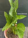 Calla Cantor, organically grown plants for sale at TOMsFLOWer CLUB.