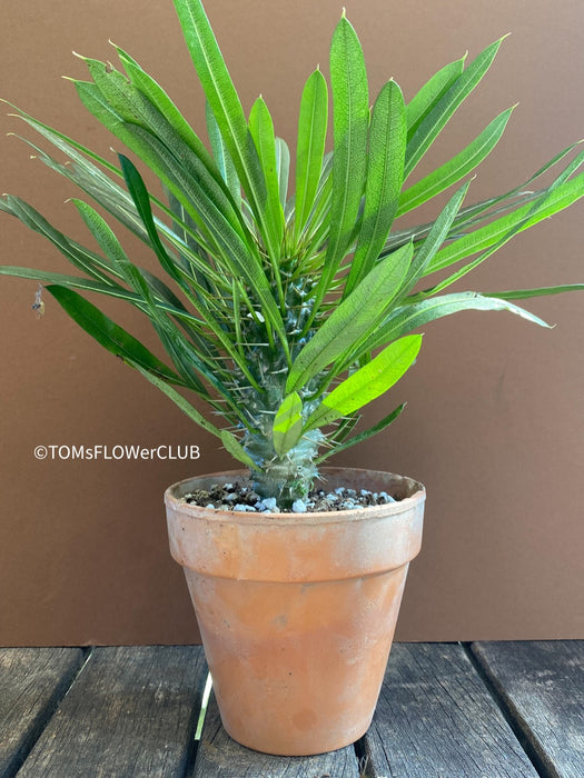 Pachypodium lamerei, organically grown Madagaskar succulent plants for sale at TOMsFLOWer CLUB.