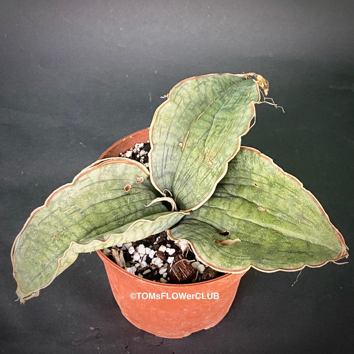 Sansevieria Kirkii Silverblue organically grown succulent plants for sale at TOMsFLOWer CLUB.