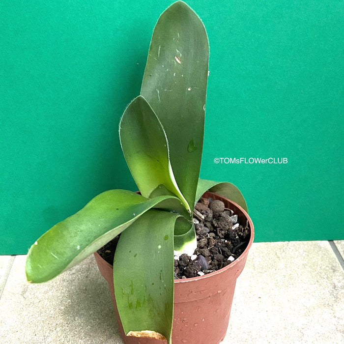 Haemanthus Albiflos, organically grown succulent plants for sale at TOMsFLOWer CLUB.