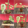 Caladium Cranberry Star, organically grown tropical plants for sale at TOMsFLOWer CLUB.