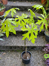 Brachychiton acerifolius - Illawarra Flame Tree, organically grown tropical plants for sale at TOMs FLOWer CLUB.