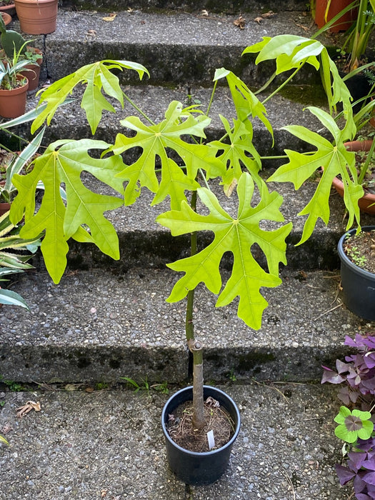 Brachychiton acerifolius - Illawarra Flame Tree, organically grown tropical plants for sale at TOMs FLOWer CLUB.