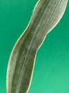 Sansevieria Trifasciata Metallica, organically grown succulent plants for sale at TOMsFLOWer CLUB.