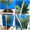 Chamaedorea Metallica / Mexican mountain palm, organically grown tropical plants for sale at TOMsFLOWer CLUB