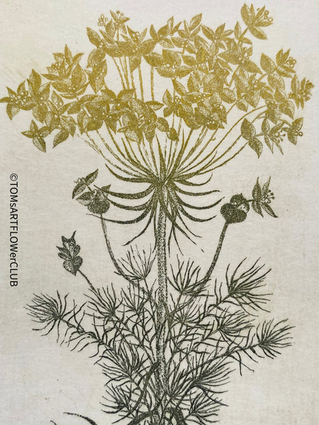 Olga Vychodilová, Czech artist, Euphorbia lathyris, etching on paper, edition 46/100 for sale at TOMs FLOWer CLUB.