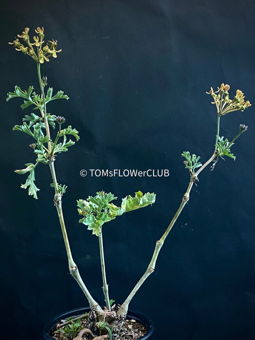 Pelargonium Gibbosum, organically grown plants for sale at TOMsFLOWer CLUB.